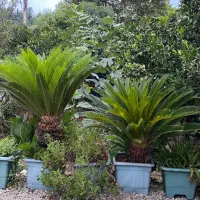 فروش درختچه