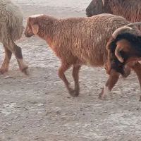 بره
