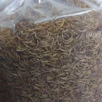 ۱۳ کیلو میلورم خشک