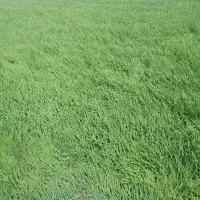 نشا برنج روستای کاشانتوه، بیستون،