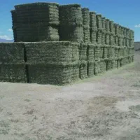 پرس ینجه جین اول