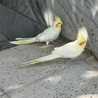 عروس هلندی جفت