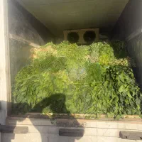 همکار خانم جهت پاک کردن سبزی
