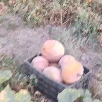 کدوحلوایی