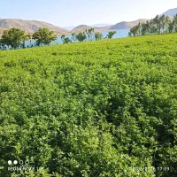 یونجه فروشی