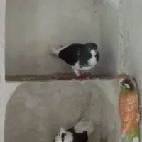 سه تا کبوتر
