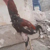مرغ و خروس لاری