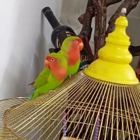طوطی برزیلی جفت نر و ماده