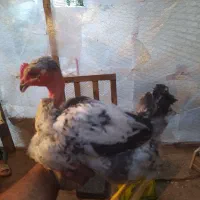 خروس