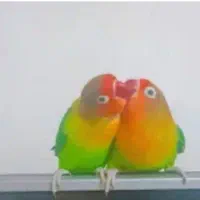 مجسمه
