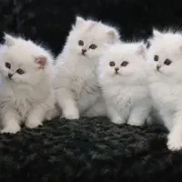 بریتیش های سیلور رنگ خاص