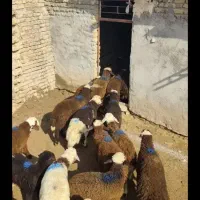 فروش گوسفند زنده بره مراسمات