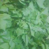 برگ انگور ،مو تازه چیده شده