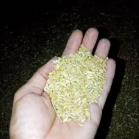 گندم