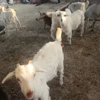 نیازمند چوپان