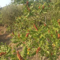 سماق دیم طبیعی