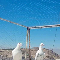 جفتی600