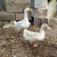 اردک ماده