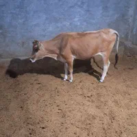 گاو|حیوانات مزرعه|کوهدشت, |دیوار