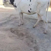 گوساله یا گاو‌ ماده خارجی هلشتاین