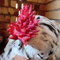 مرغ خروس گلین