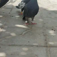 جفت نرو ماده گووک بضامنت تخم جوجه