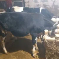 دو عدد گوساله سیمینتال