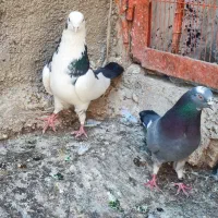 کفتر|پرنده|ملارد, |دیوار