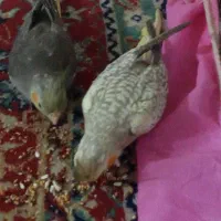 دوعدد جوجه عروس هلندی