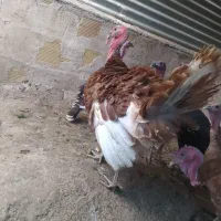 بوقلمون بوربون و برنز