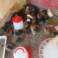 جوجه|حیوانات مزرعه|خواف, |دیوار