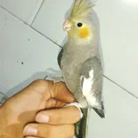 عروس هلندی