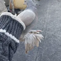 کبوتر ابی|پرنده|تبریز, |دیوار