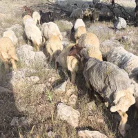 بره