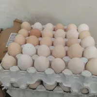 تخم مرغ بومی،مرغ خروس بومی،ارگانیک دان مرغ بومی|خوردنی و آشامیدنی|کرج, حصارک|دیوار