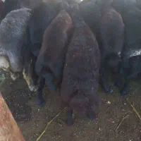 معاوضه با پیکانوانت