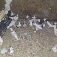 جوجه و مفلق ابلغ و سرور و هما و زرد پرشی