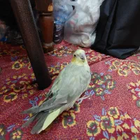 عروس هلندی