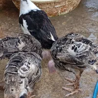 بوقلمون مرغ خروس اردک