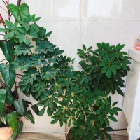گل طبیعی ژیپسو فیلا