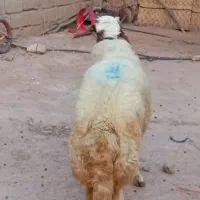 قوچ سه شیره یکسال