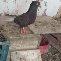 کبوتر|پرنده|بم, |دیوار