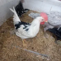 خروس گلین بهترین نژاد