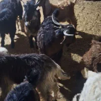 تعداد ۱۵ عدد بز غاله نر