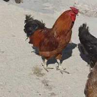 خروس|حیوانات مزرعه|کلاشی, |دیوار