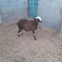 گوسفند
