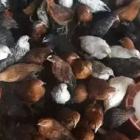جوجه گلپایگان یکماهه