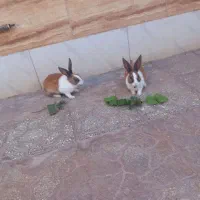 خرگوش خونگی بسیار زیبا وتربیت شد