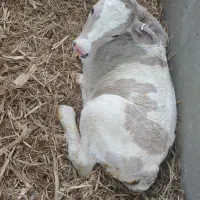 مشاوره پرورش گوساله و کاهش تلفات با کمترین هزینه