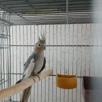 عروس هلندی ماده خاکستری